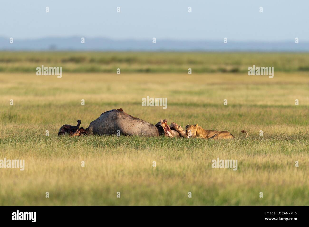 Giovani Lions che scavano sulla carcassa dell'ippopotamo al Parco Nazionale di Amboseli, Kenya, Africa Foto Stock