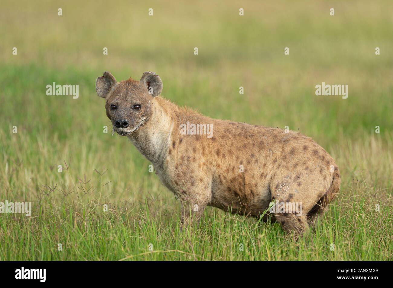 Avvistato Hyena Visto Al Parco Nazionale Di Amboseli, Kenya, Africa Foto Stock