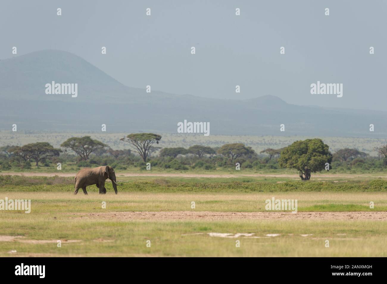 Elefante con uno sfondo della montagna di Killimanjaro al Parco Nazionale di Amboseli, Kenya, Africa Foto Stock