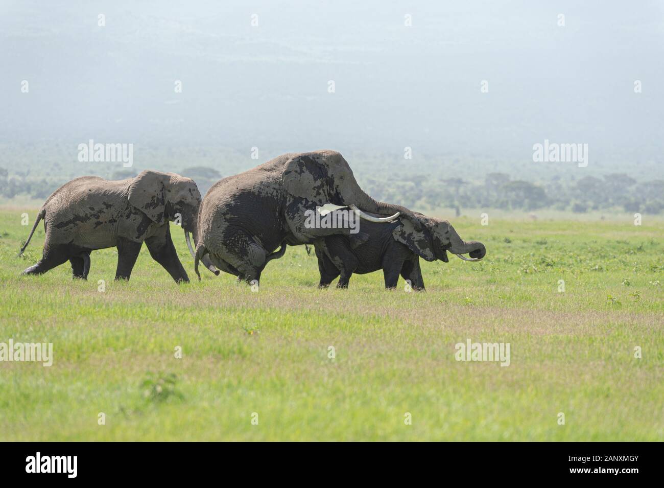 Enorme elefante bull Montaggio femmina per l'accoppiamento al Parco Nazionale di Amboseli, Kenya, Africa Foto Stock
