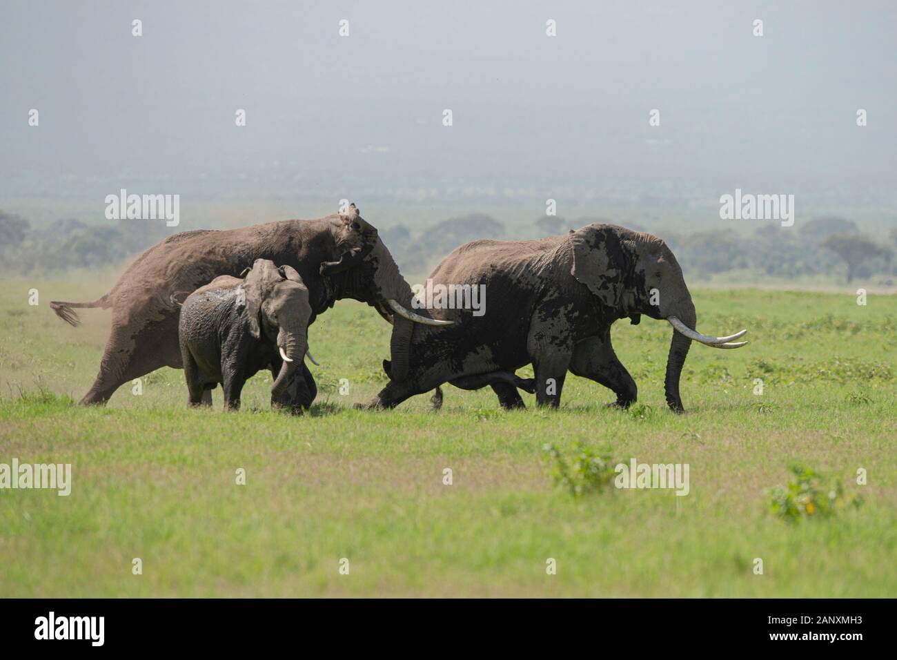 Due enormi elefanti toro a caccia di donne al Parco Nazionale di Amboseli, Kenya, Africa Foto Stock