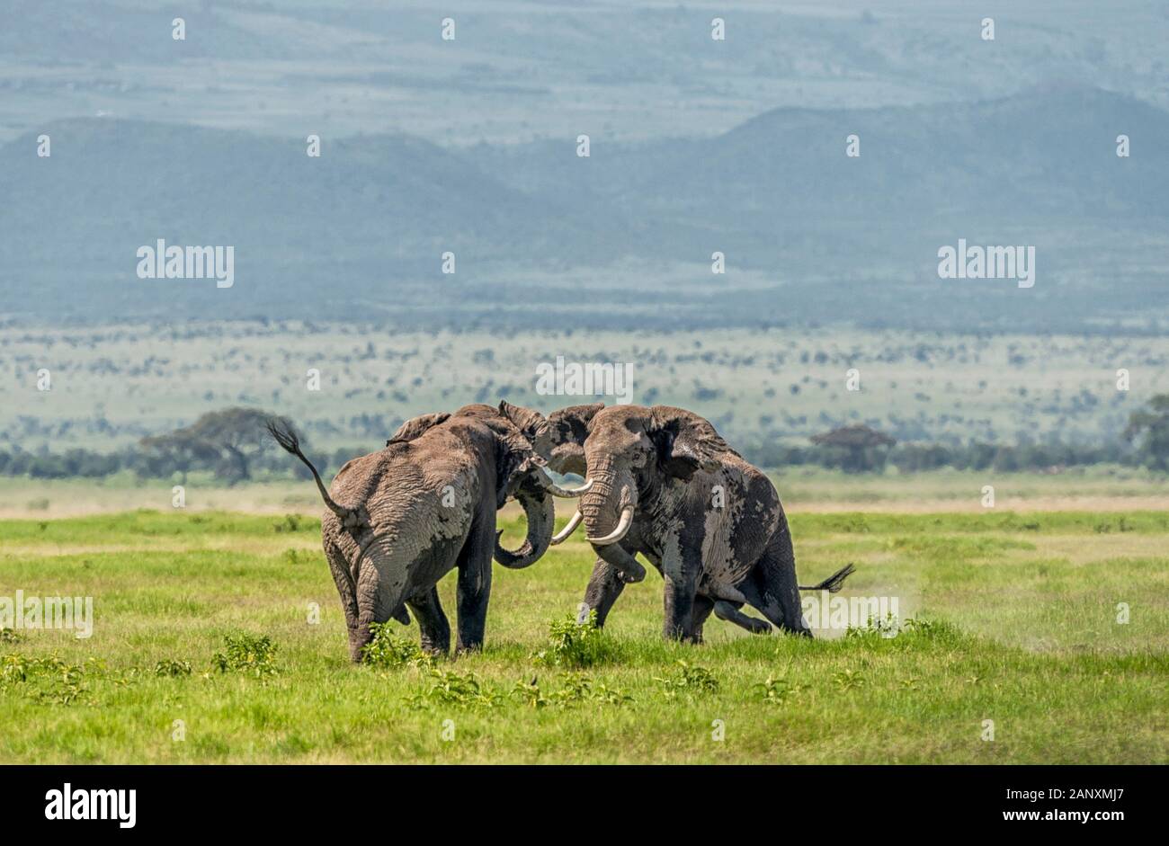 Due enormi elefanti toro che combattono nel Parco Nazionale di Amboseli, Kenya, Africa Foto Stock