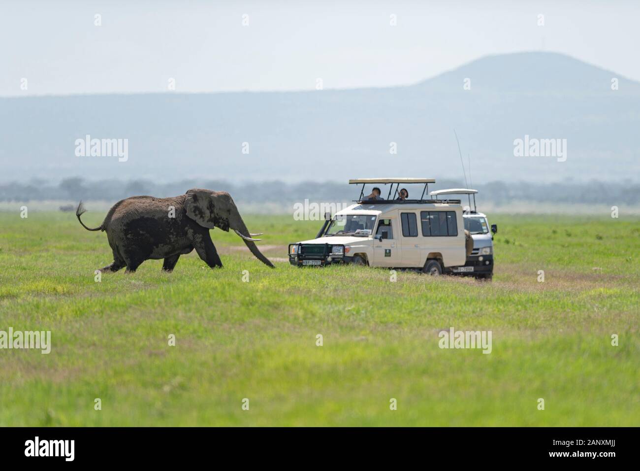 Giovane elefante che si avvicina alla vena turistica al Parco Nazionale di Amboseli, Kenya, Africa Foto Stock