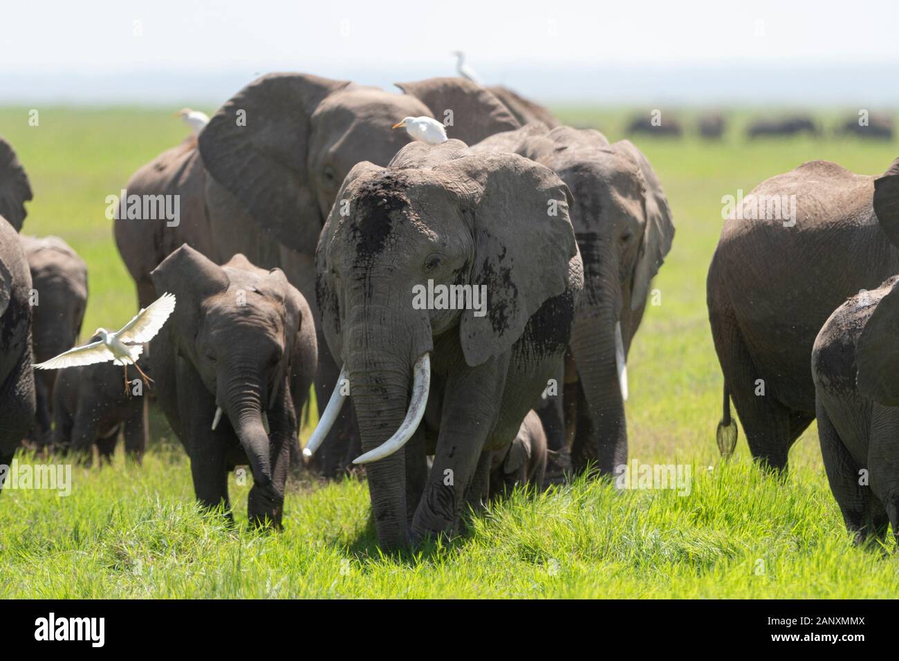 Grande Famiglia Di Elefanti Al Parco Nazionale Di Amboseli, Kenya, Africa Foto Stock