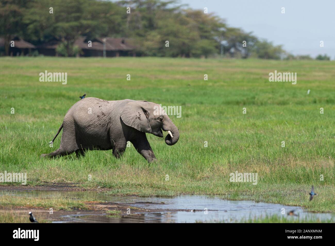 Giovane elefante nelle paludi del Parco Nazionale di Amboseli, Kenya, Africa Foto Stock