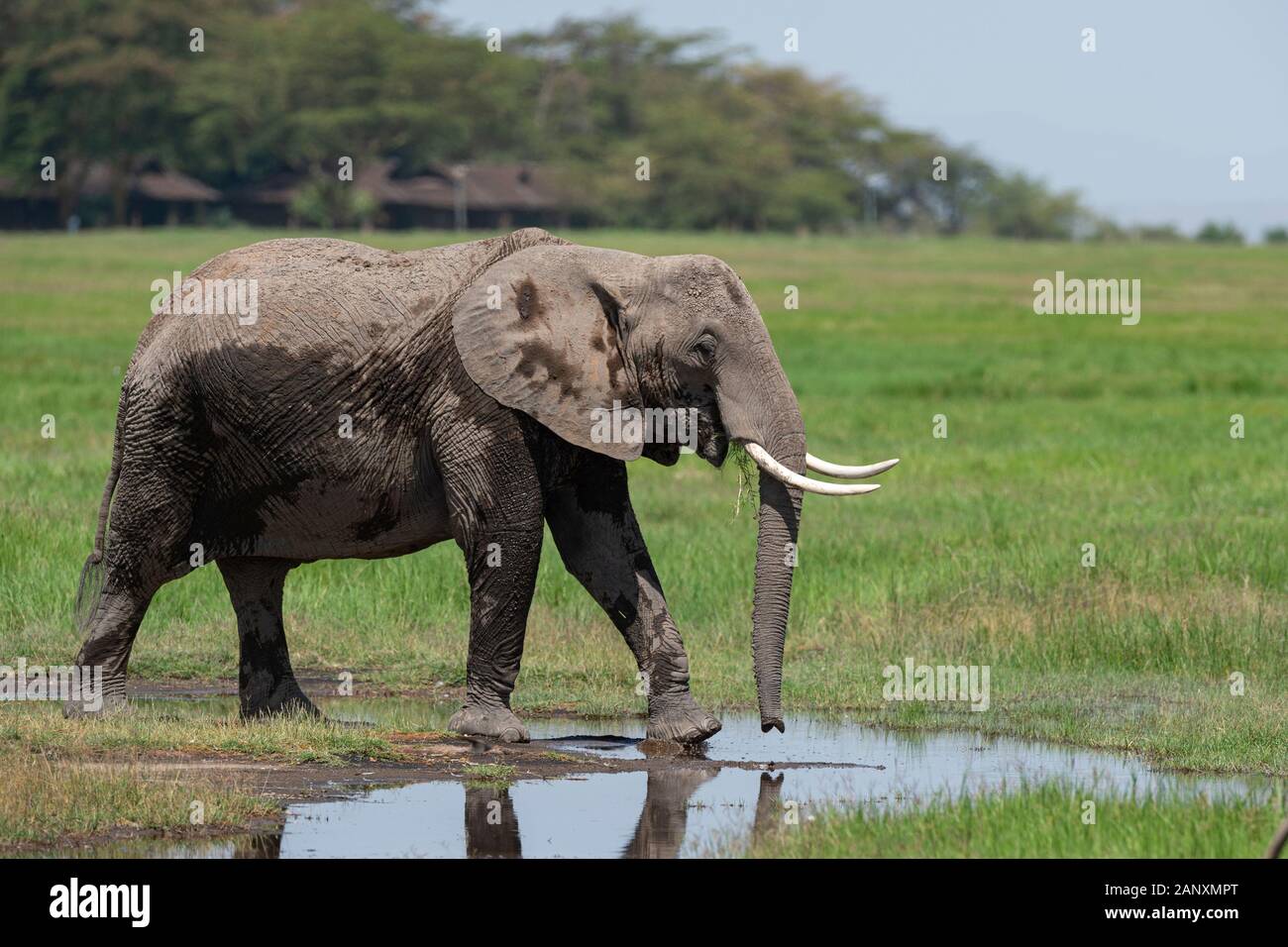 Elefante nelle paludi del Parco Nazionale di Amboseli, Kenya, Africa Foto Stock