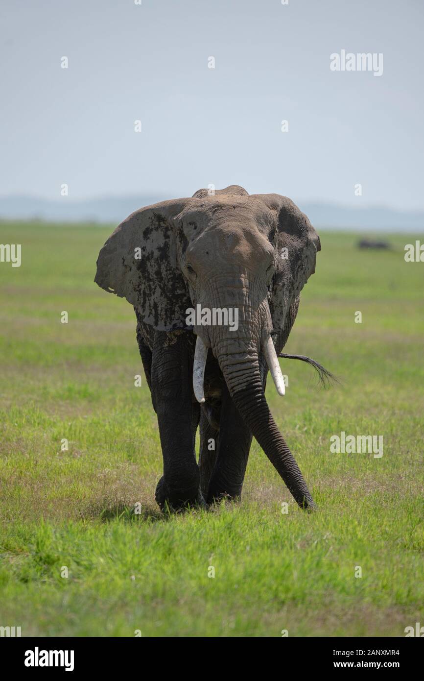 Elefante con una grande zanne al Parco Nazionale di Amboseli, Kenya, Africa Foto Stock