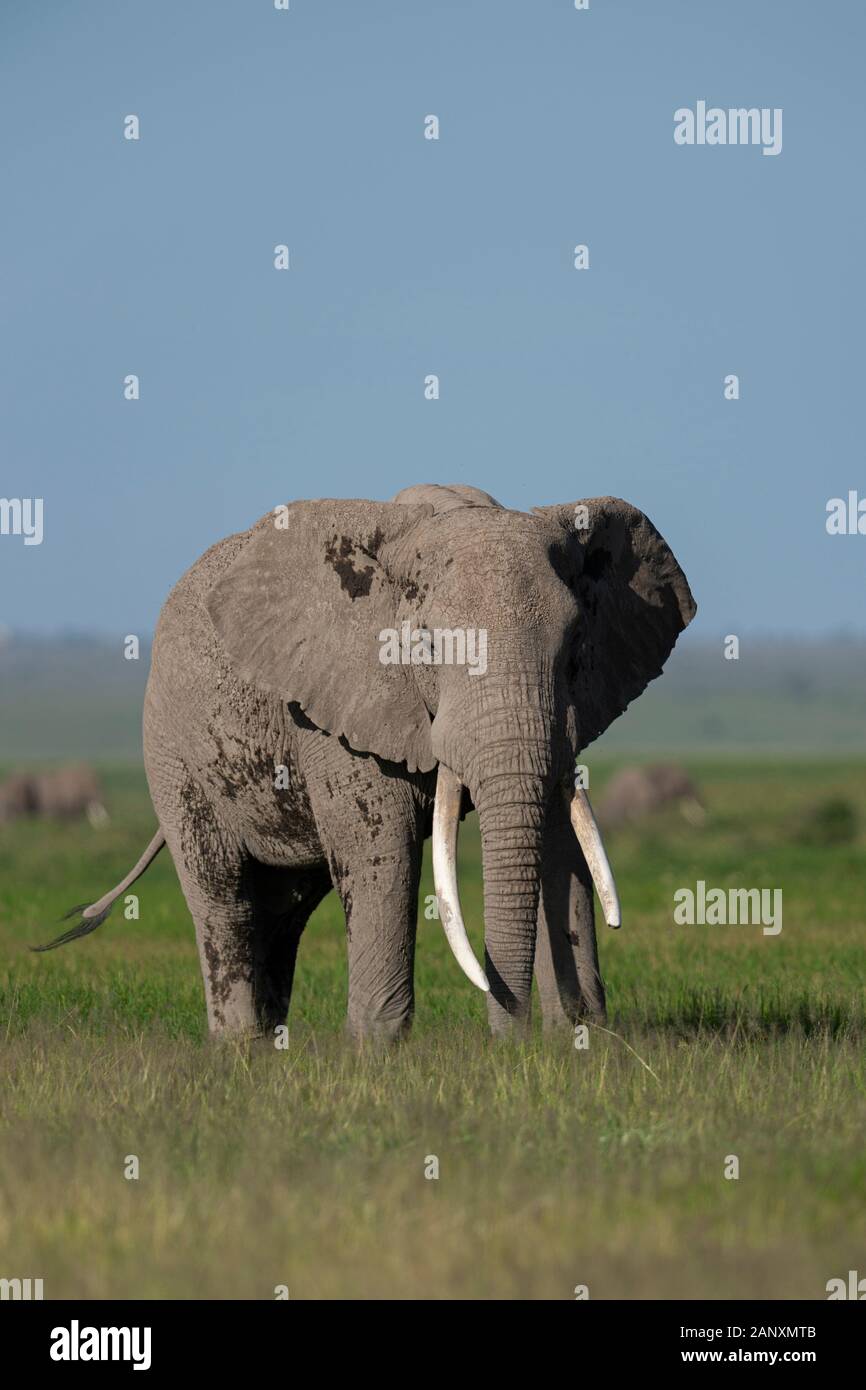 Elefante con una grande zanne al Parco Nazionale di Amboseli, Kenya, Africa Foto Stock