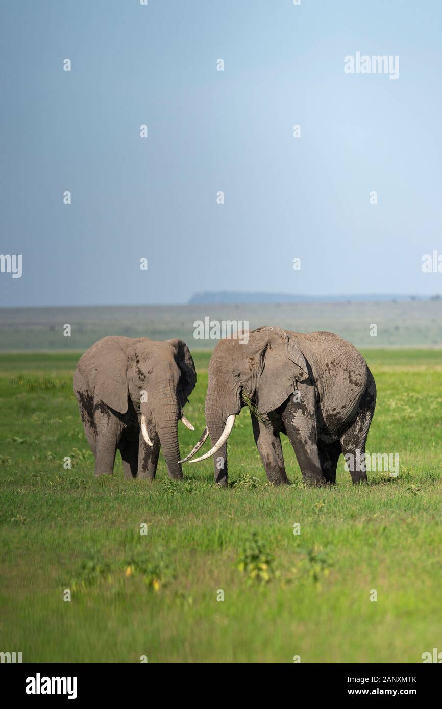 Due elefanti che pascolano insieme al Parco Nazionale di Amboseli, Kenya, Africa Foto Stock