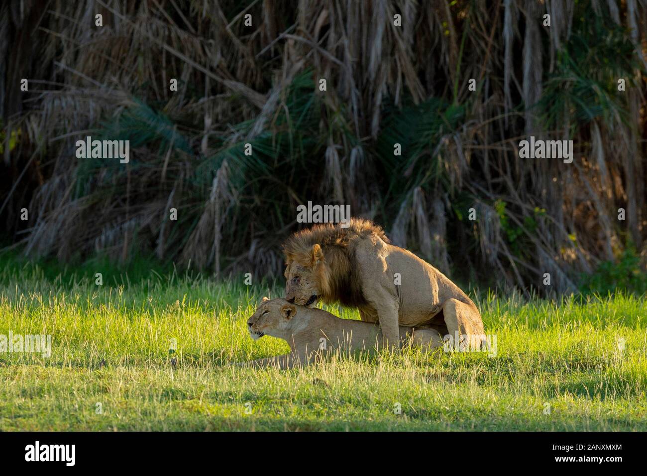 Lions In Accoppiamento Al Parco Nazionale Di Amboseli, Kenya, Africa Foto Stock