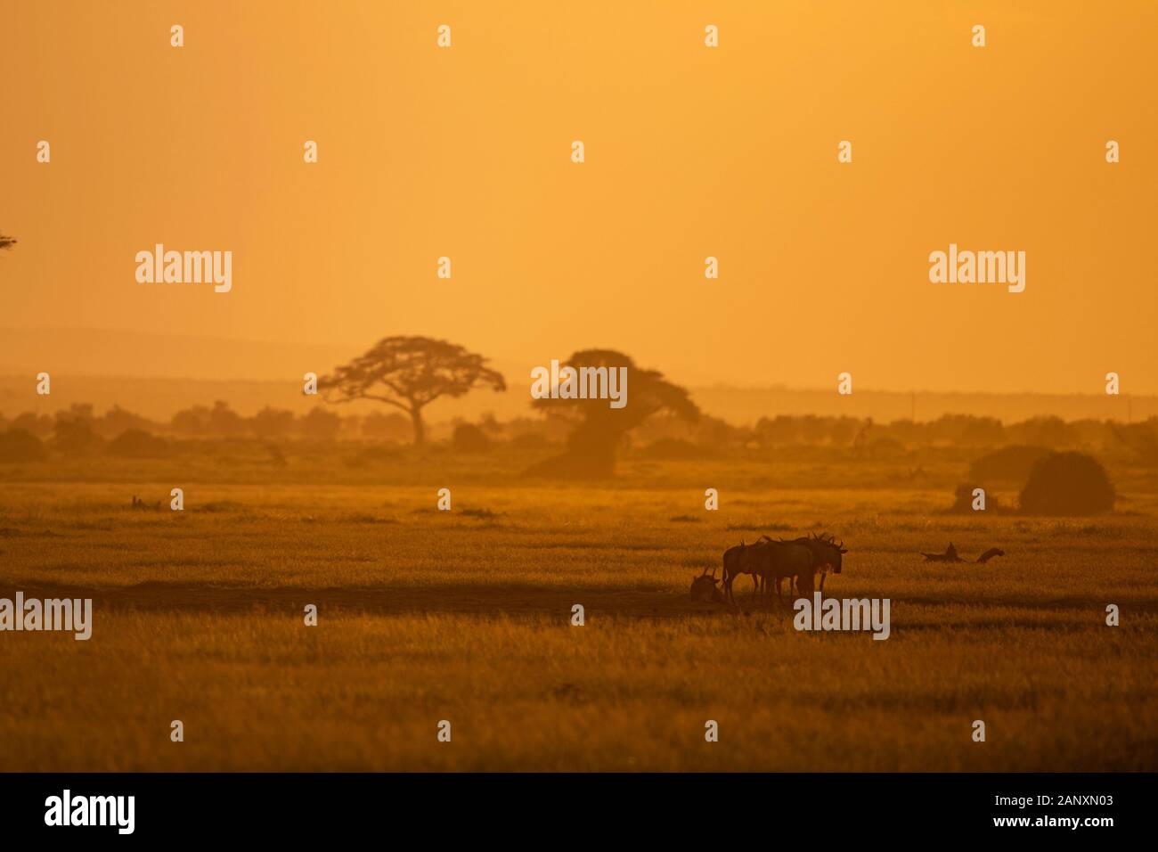 Gli hotel si trovano nella calda luce serale del Parco Nazionale di Amboseli, Kenya, Africa Foto Stock