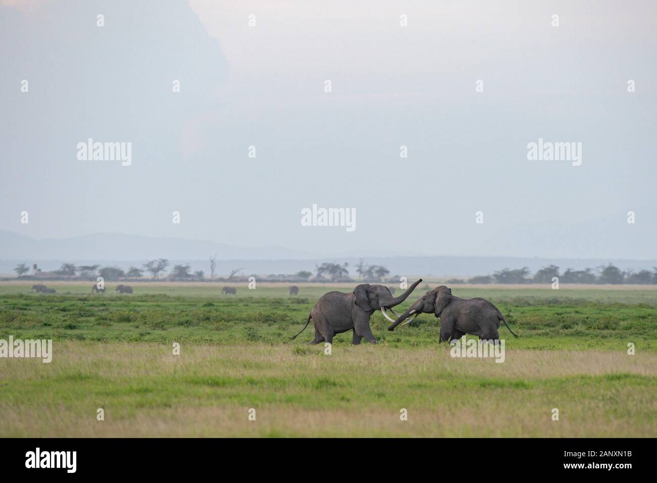 Due elefanti maschili stanno combattendo al Parco Nazionale di Amboseli, Kenya, Africa Foto Stock