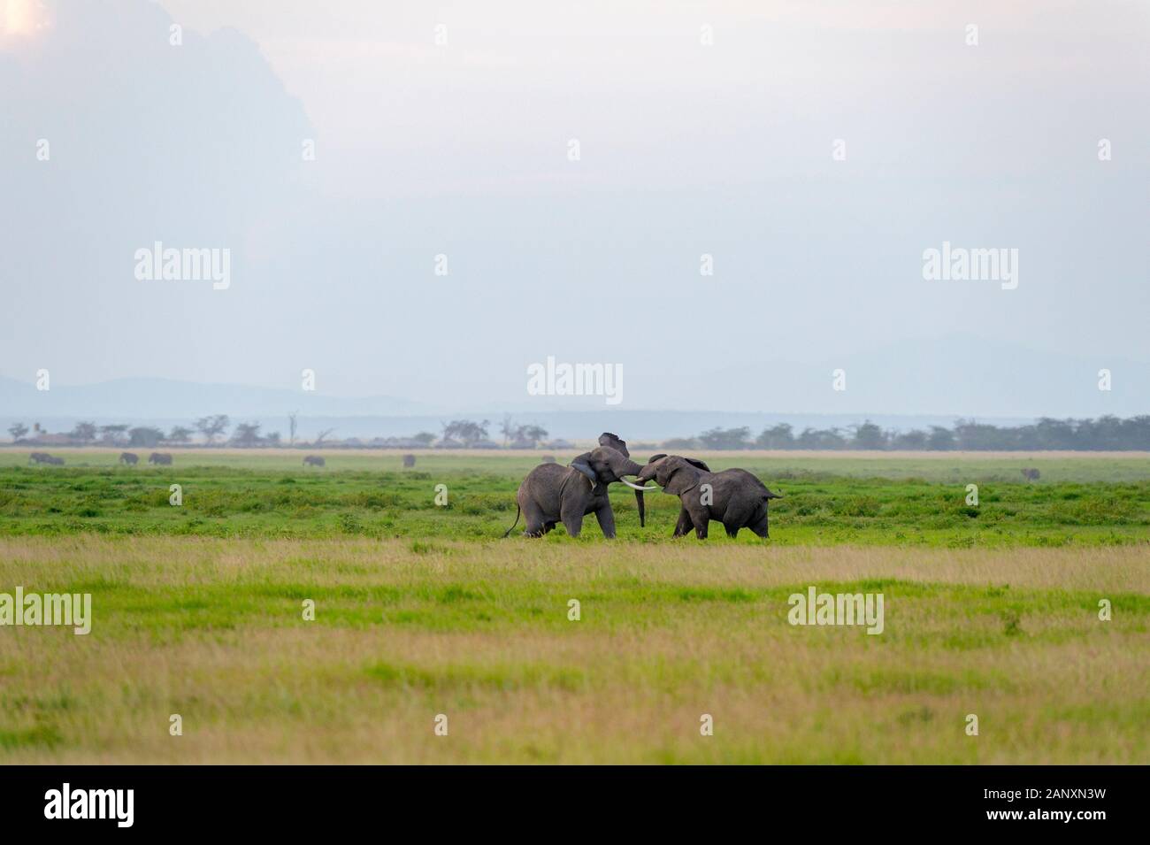 Due elefanti maschi stanno combattendo al Parco Nazionale di Amboseli, Kenya, Africa Foto Stock