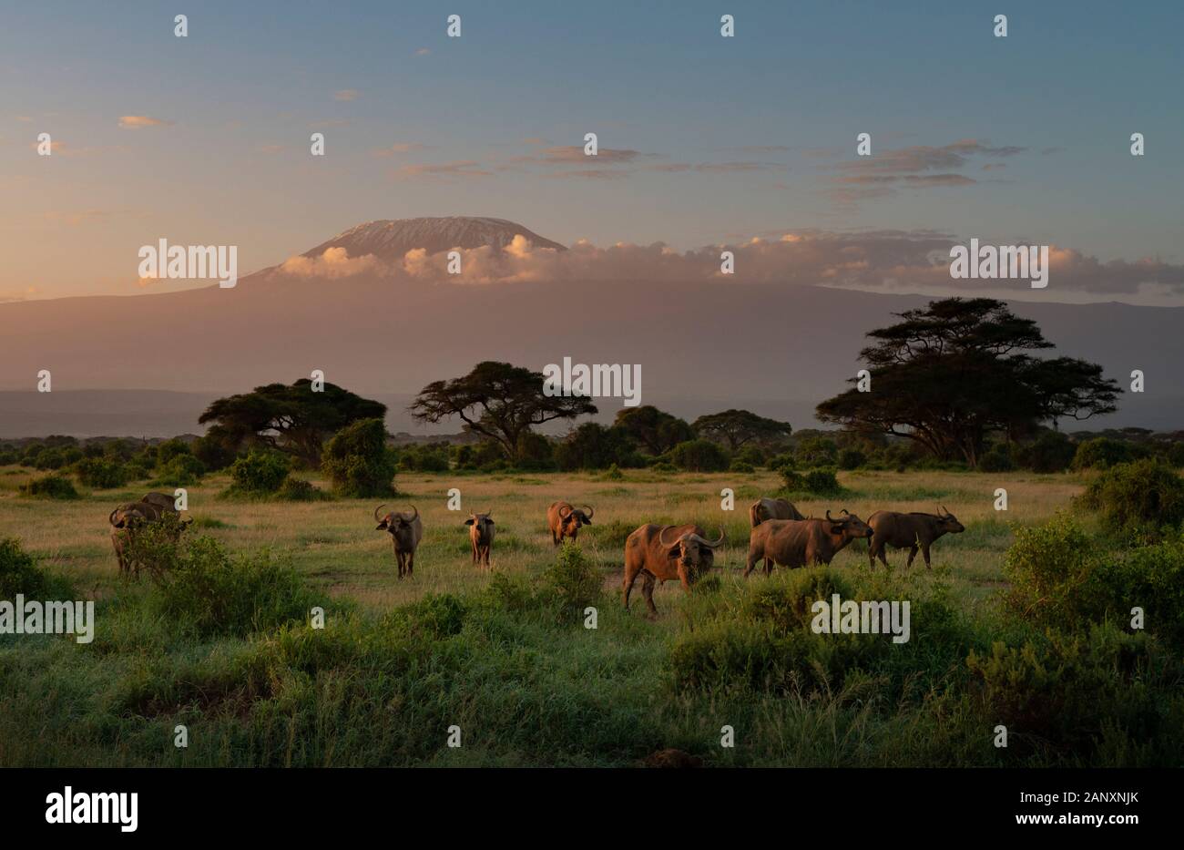 Allevamento di bufali del Capo con lo sfondo del monte Killimanjaro al Parco Nazionale di Amboseli, Kenya, Africa Foto Stock
