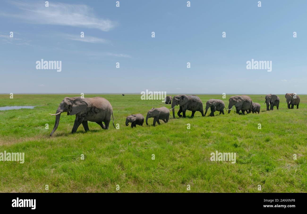 Grande Famiglia Di Elefanti Al Parco Nazionale Di Amboseli, Kenya, Africa Foto Stock
