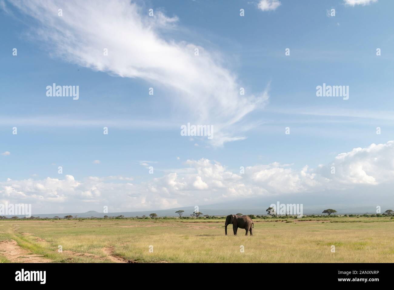 Elefante che sorge nella prateria secca del Parco Nazionale di Amboseli, Kenya, Africa Foto Stock
