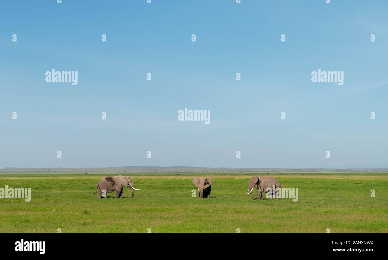 Tre Elefanti Al Parco Nazionale Di Amboseli, Kenya, Africa Foto Stock