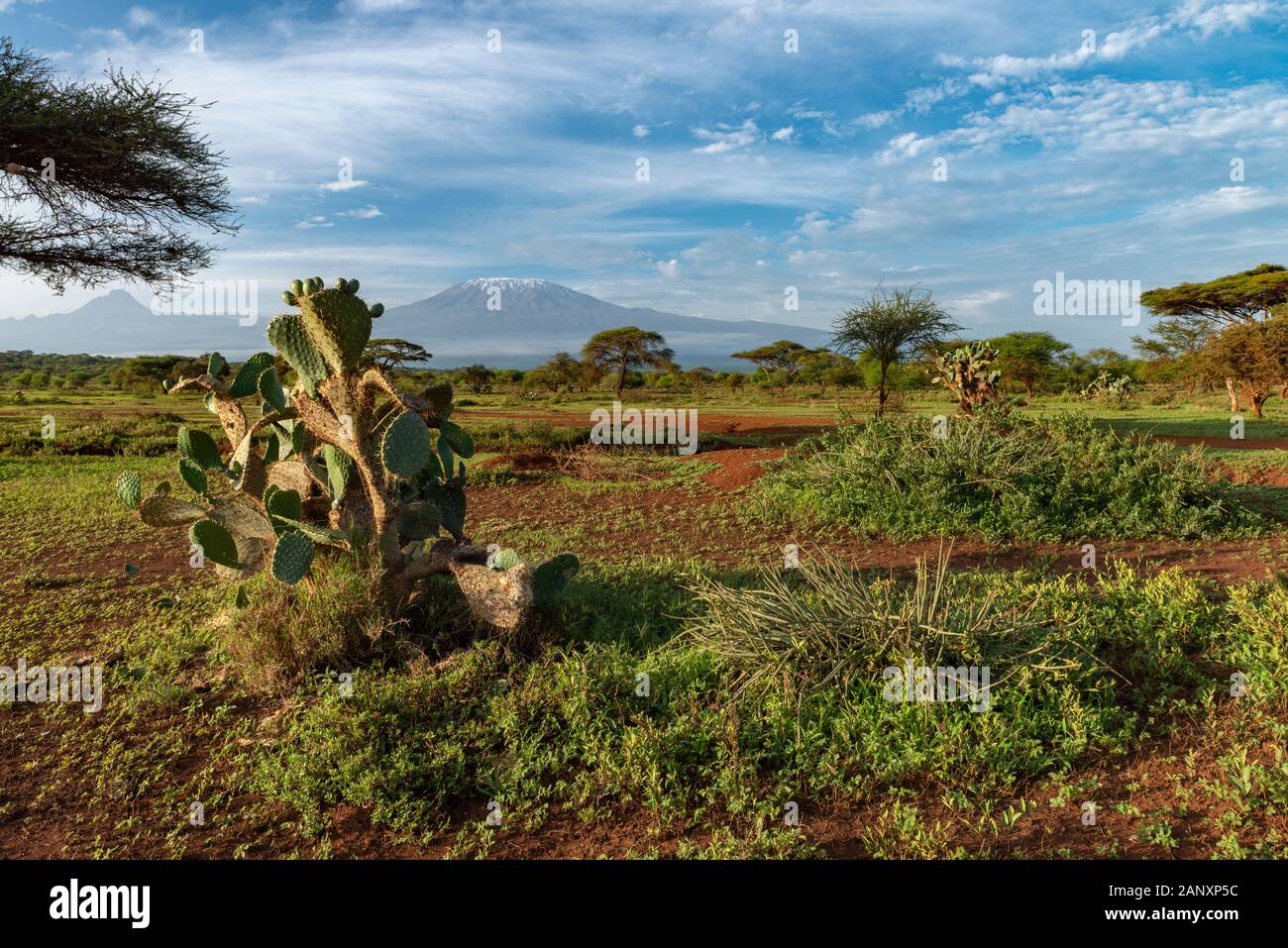Cactus Bush con lo sfondo della montagna di Killimanjaro al Parco Nazionale di Amboseli, Kenya, Africa Foto Stock