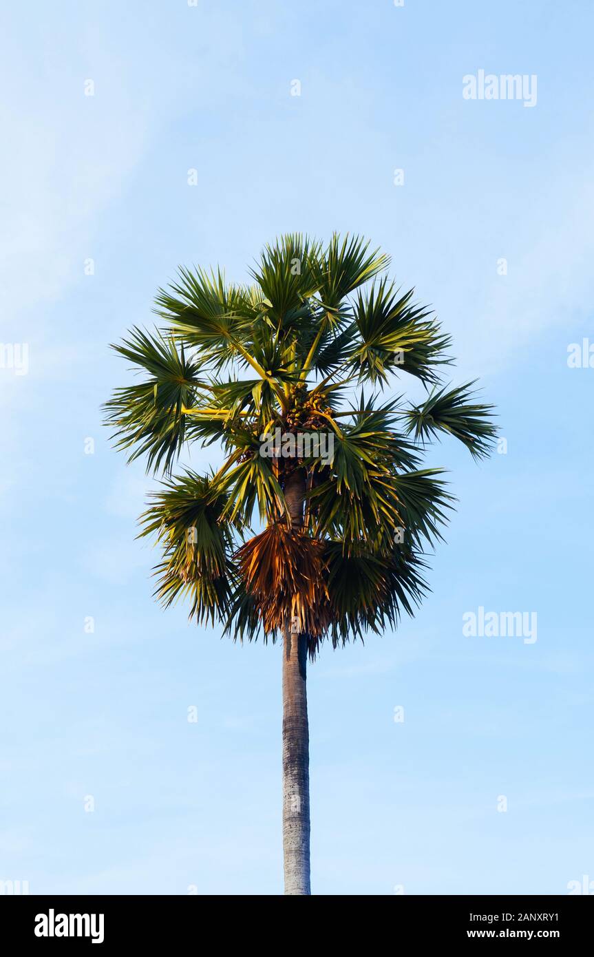 Un isolato di zucchero tropicale Palm tree contro vuoto azzurro cielo invernale Foto Stock