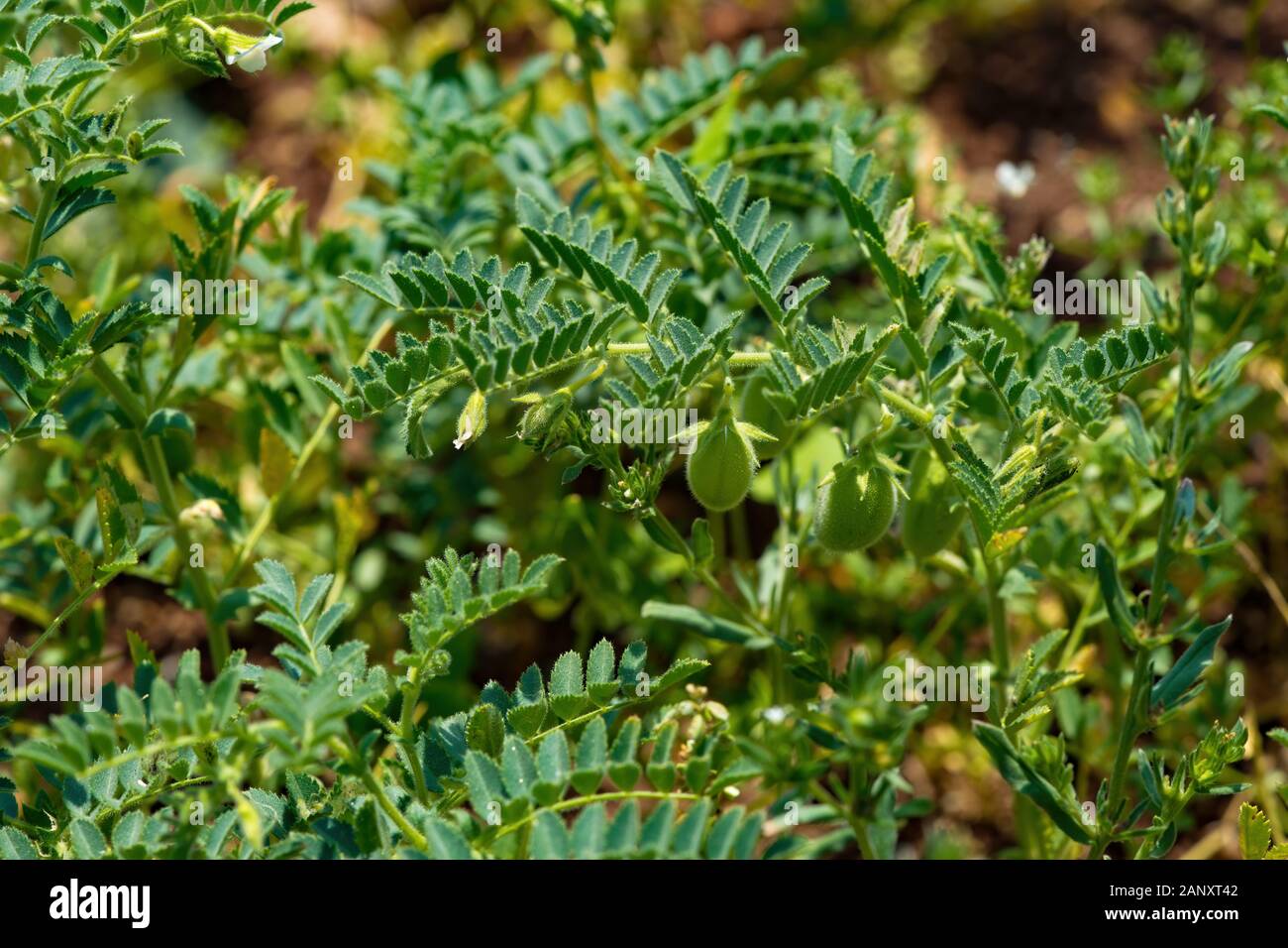 Crudo fresco verde ceci impianto. Cumulo di legume sfondo di ceci Foto Stock