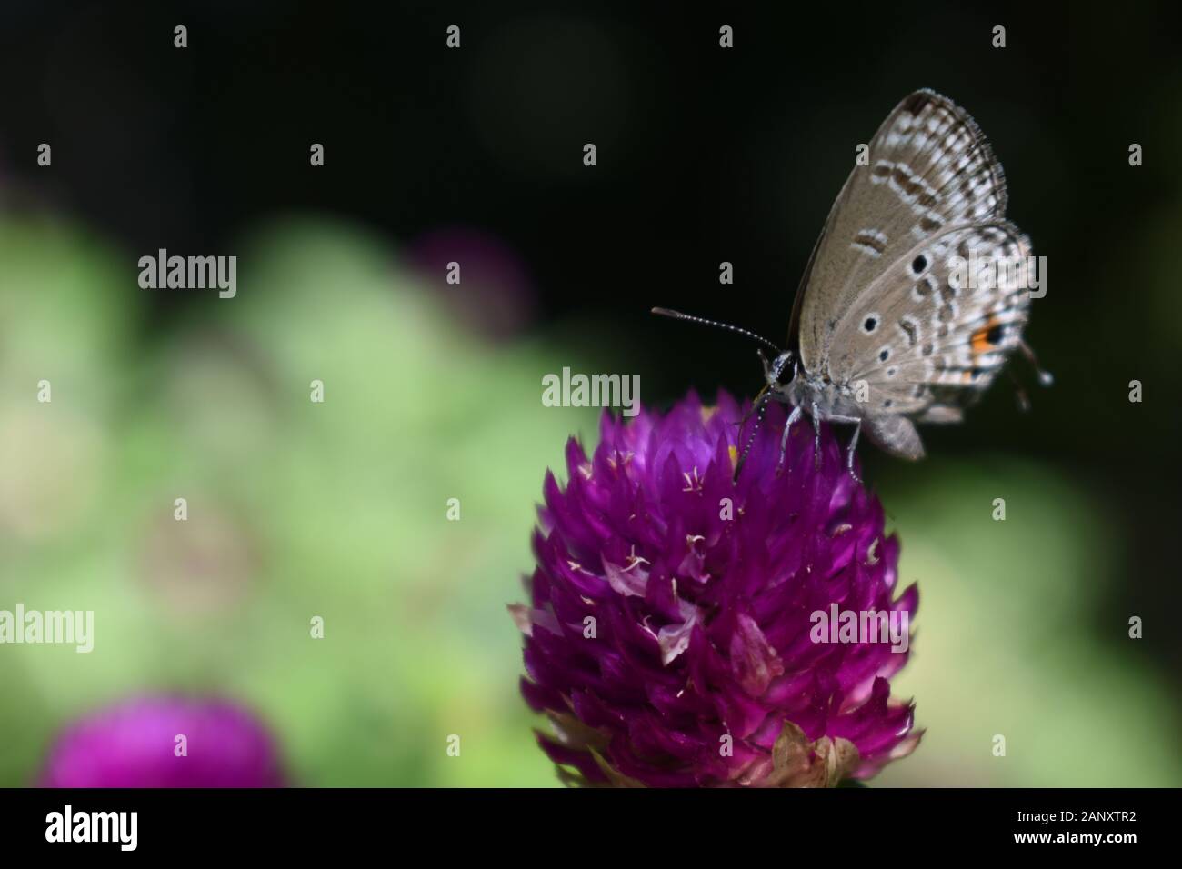 Close up foto di dimenticare-me-non butterfly arroccato su un globo fiore di amaranto. Surakarta, Indonesia. Foto Stock