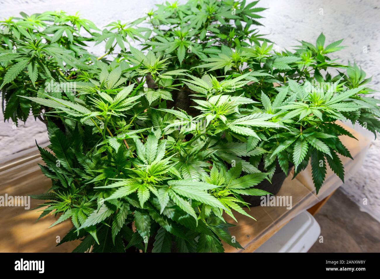 La marijuana medica coltivazione ad alta intensità luminosa a scarica, alogenuro di metallo crescere luci. Foto Stock