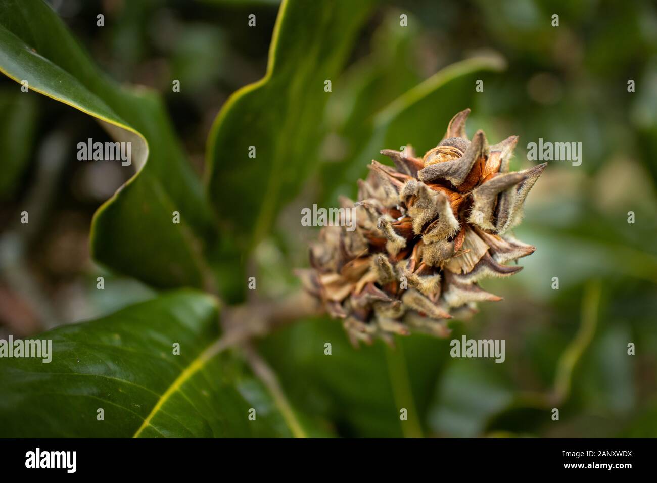 Southern Magnolia (Magnolia grandiflora), Hall County, Georgia. Verso la fine di novembre pod seme del sud (Magnolia Magnolia grandiflora). Il seme pod w Foto Stock
