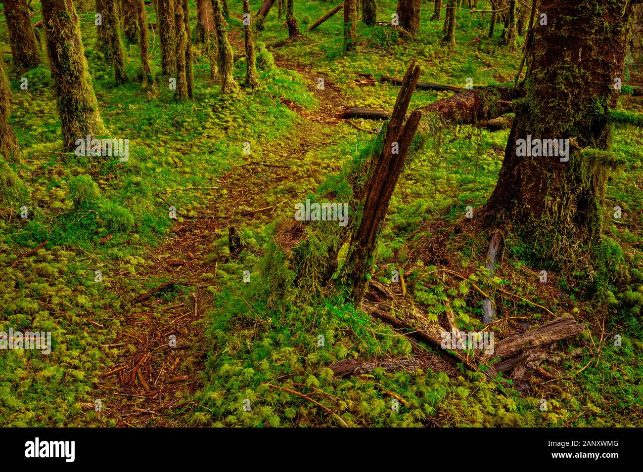 Sentiero del piede attraverso il coperchio di moss primal foresta vicino Sitka, Alaska, Stati Uniti d'America. Foto Stock