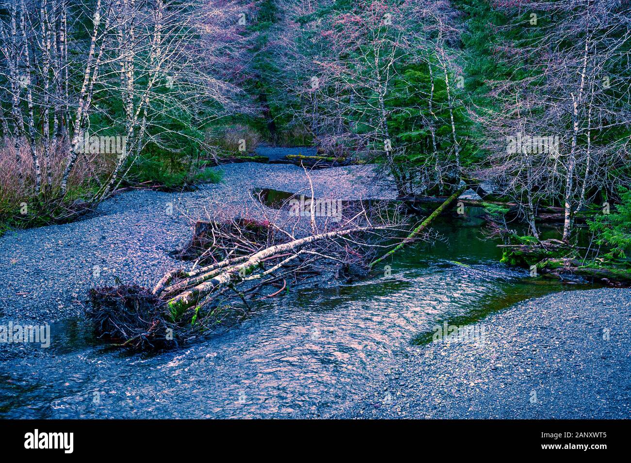 Basso livello acqua molto basso nel fiume Starrigavan vicino a Sitka, Alaska, Stati Uniti d'America. Foto Stock