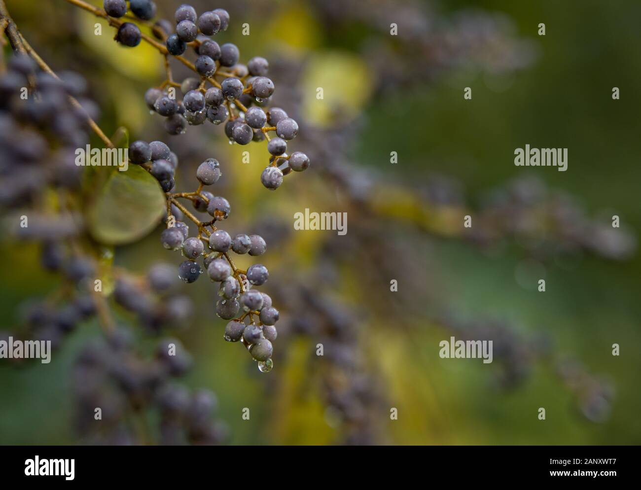 American Olive (Cartrema americanus) - Hall County, Georgia. Americano di bacche di oliva (drupe) pendevano dai rami tra la caduta foglie colorate. Foto Stock