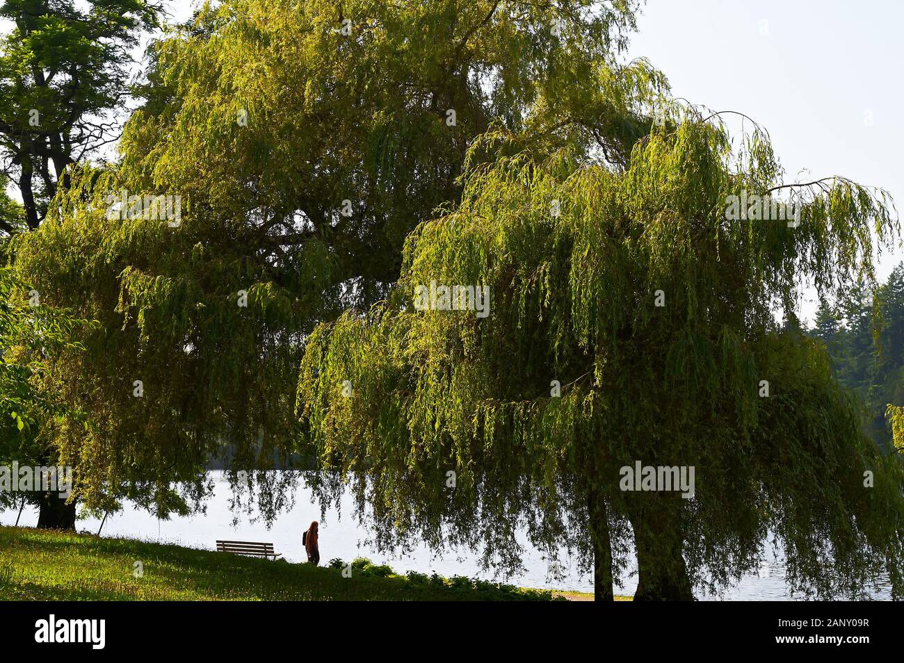 Vancouver, British Columbia, Canada: Idillica vista al tramonto di una persona che cammina sotto grandi alberi lungo la riva a Stanley Park Foto Stock