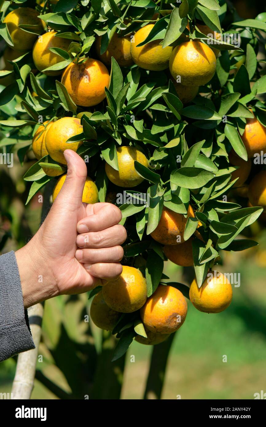Migliore qualità di organico tangerine pronto per il raccolto. La migliore qualità tangerine orchard quasi di Fang, Chiengmai nel nord della Thailandia. Foto Stock