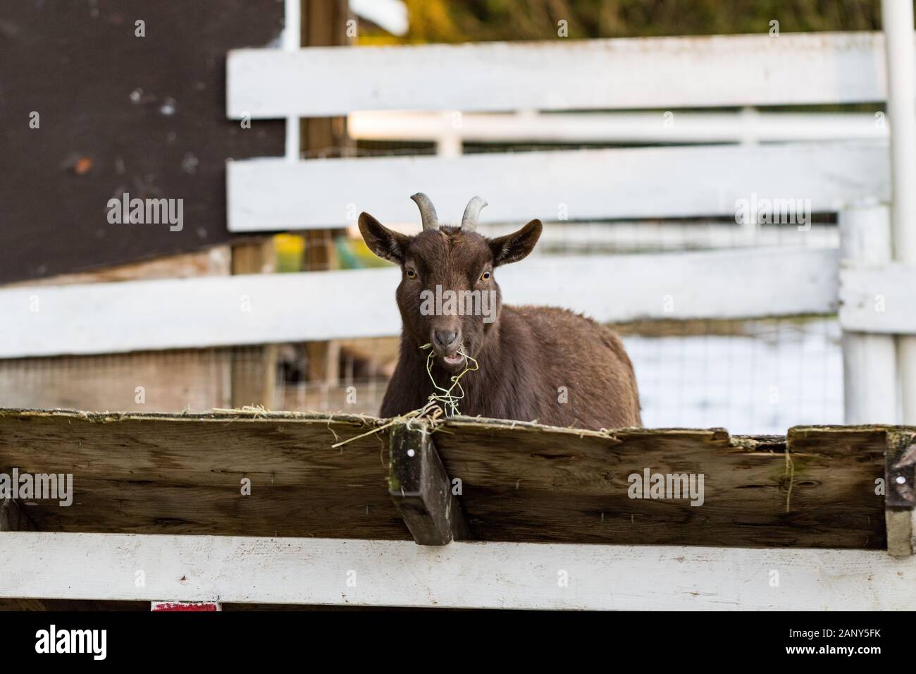 Carino capra nana mangia fieno dal fienile. Bellissimo agriturismo animali in uno zoo di animali domestici. Foto Stock