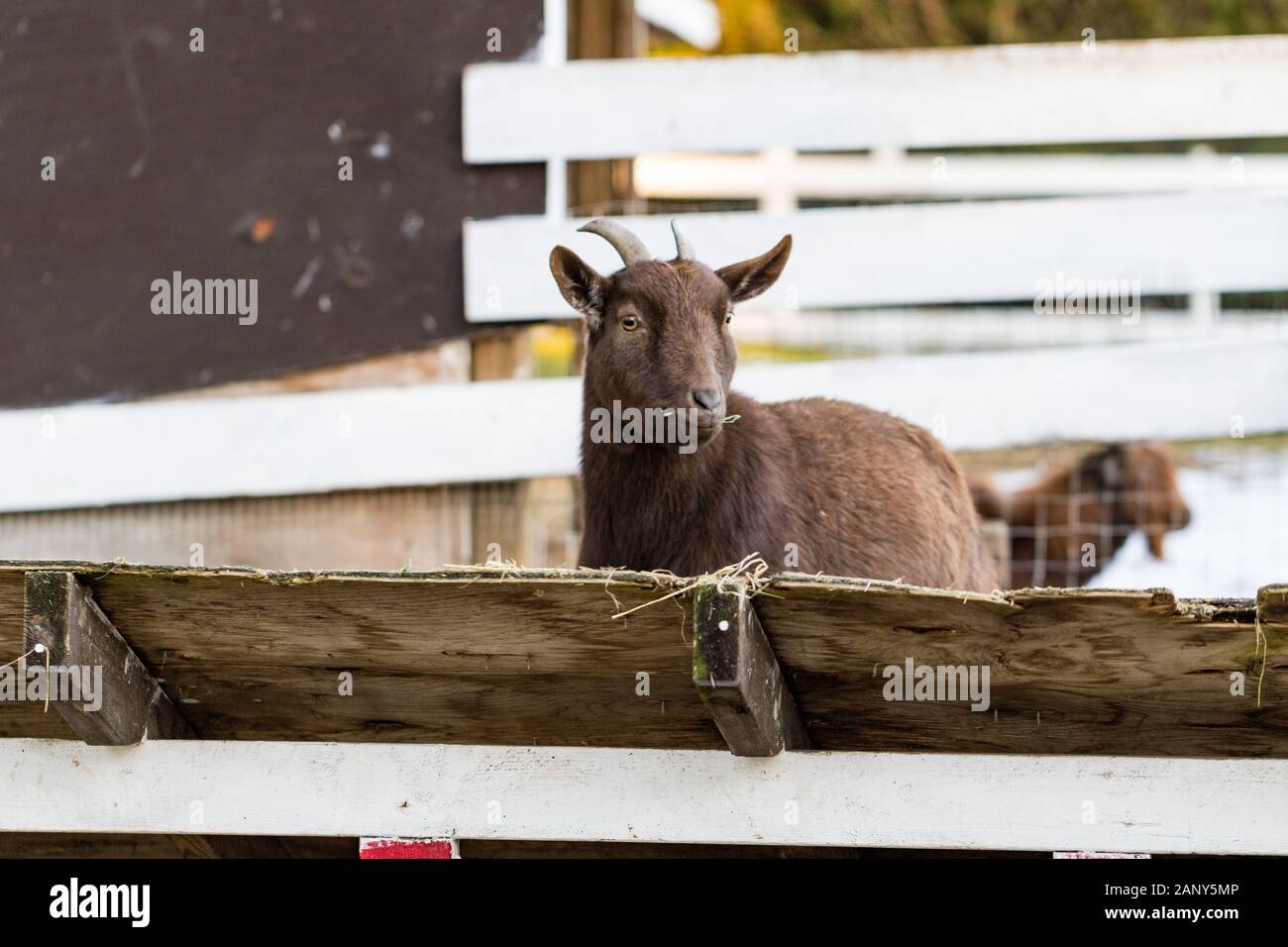 Carino capra nana mangia fieno dal fienile. Bellissimo agriturismo animali in uno zoo di animali domestici. Foto Stock