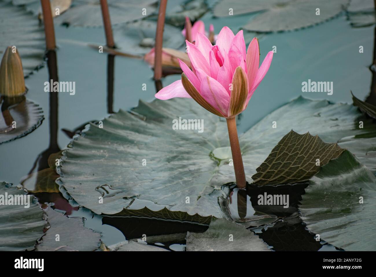 Nelumbo nucifera, noto anche come Indian lotus, sacro lotus, fagiolo di India, fagiolo egiziano o semplicemente lotus. Essa è spesso colloquialmente denominato un giglio di acqua Foto Stock