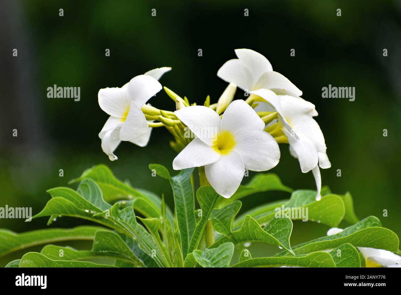 Un fiore, talvolta noto come un fiore o fiore è la struttura riproduttiva trovati in piante da fiore . Foto Stock