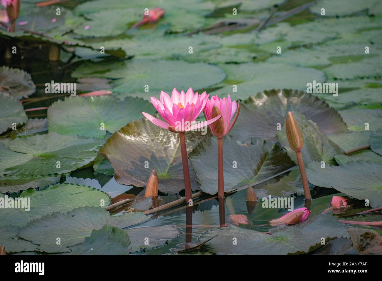 Nelumbo nucifera, conosciuto anche come loto indiano, loto sacro, fagiolo dell'India, fagiolo egiziano, o semplicemente loto. È spesso chiamato colloquialmente un giglio di acqua Foto Stock