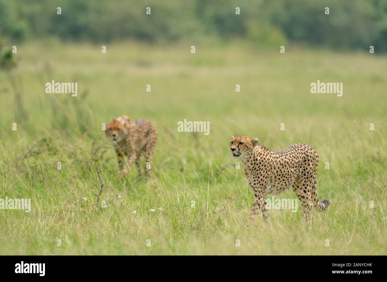 Cheetah Malaika e i suoi giovani alla ricerca di una preda visto a Masai Mara, Kenya, Africa Foto Stock