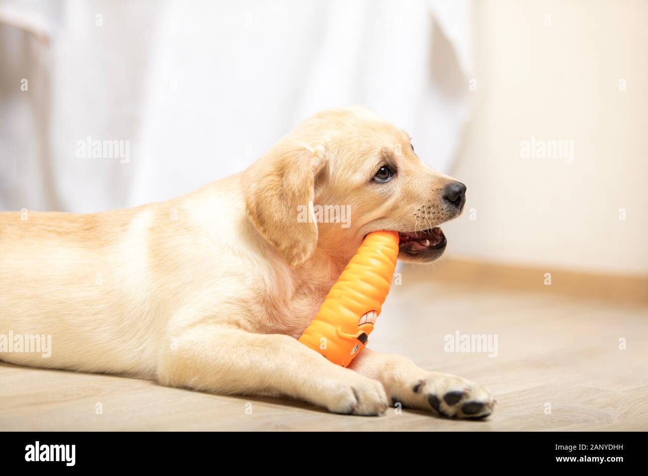 Golden Retriever cucciolo di cane giocando con il giocattolo a casa nel soggiorno Foto Stock