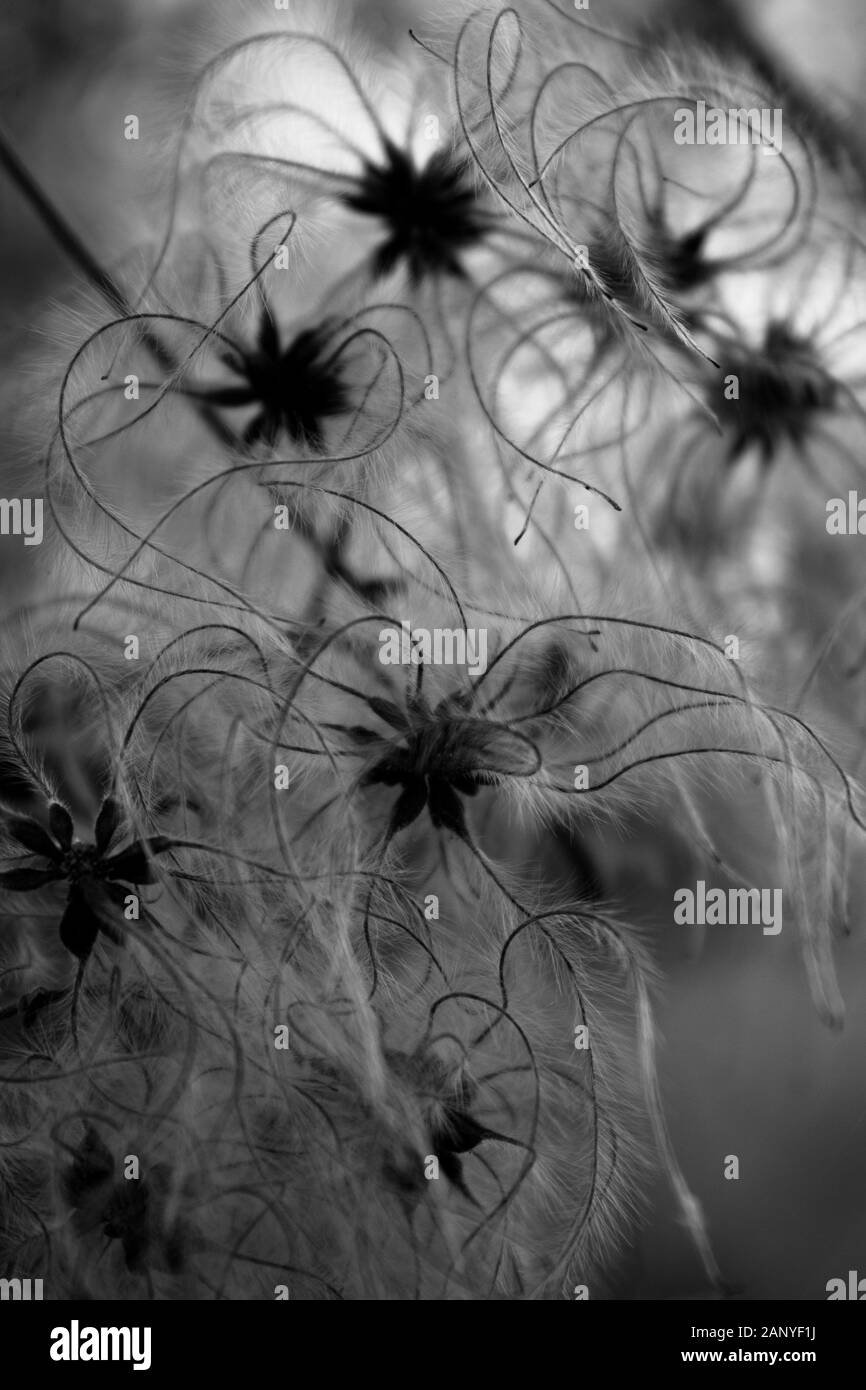 Il bianco e nero fino in prossimità di una stella cercando fiore Foto Stock