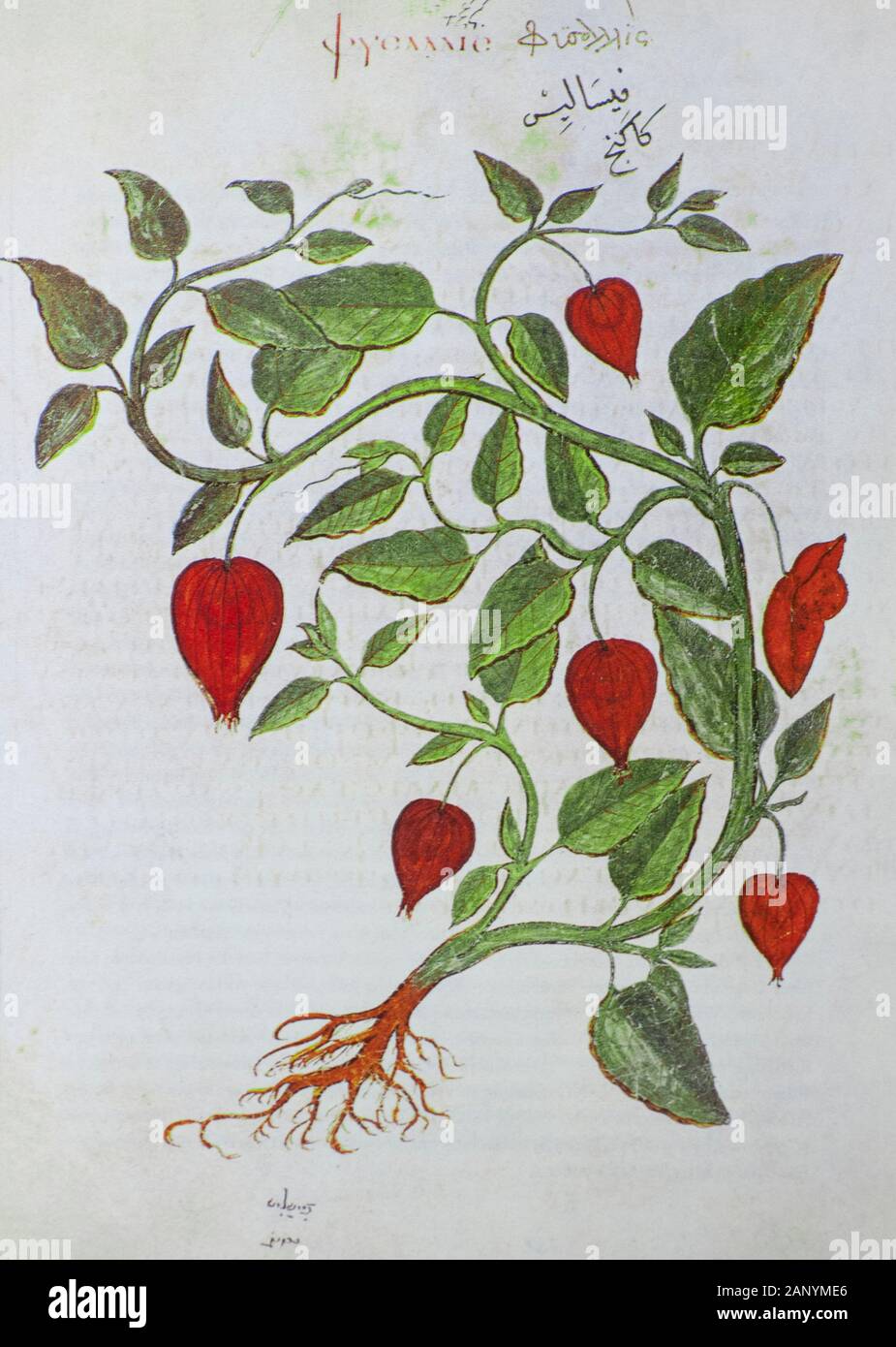 Disegnata a mano Physalis alkekengi da un manoscritto bizantino Aniciae Julianae Codex ca. 512. Nomi comuni includono la vescica ciliegia, Lanterna cinese e Ja Foto Stock