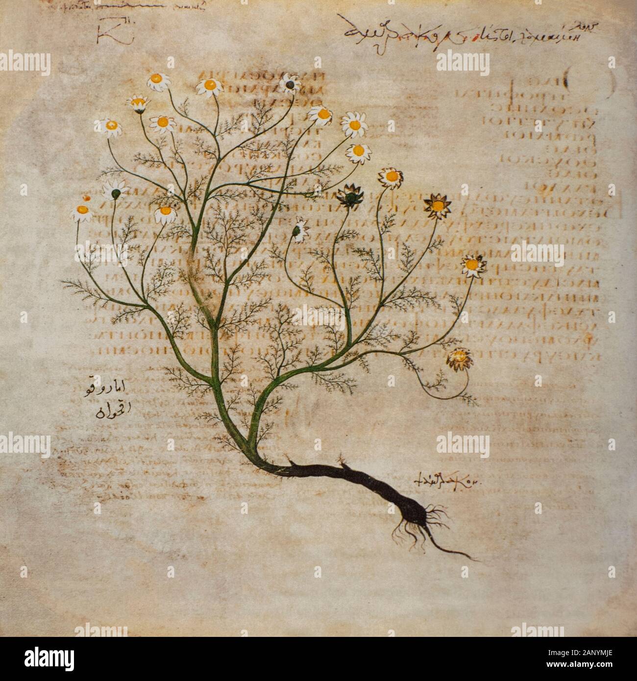 Disegnata a mano Tanacetum parthenium da un manoscritto bizantino Aniciae Julianae Codex ca. 512. AKA matricale o pulsanti di laurea Foto Stock