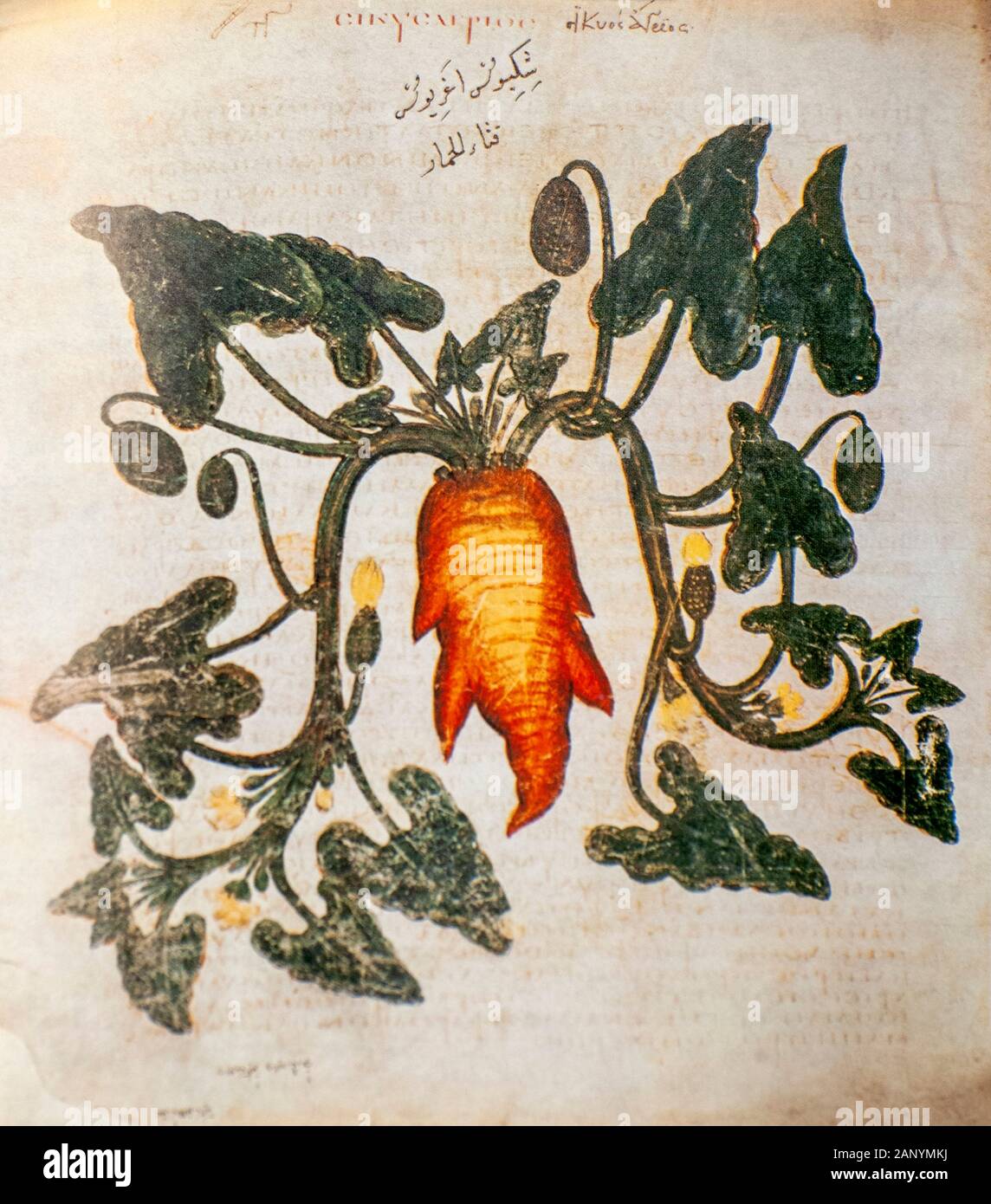 Disegnata a mano Ecballium elaterium (Squirting Cucumber) da un manoscritto bizantino Aniciae Julianae Codex ca. 512. Foto Stock