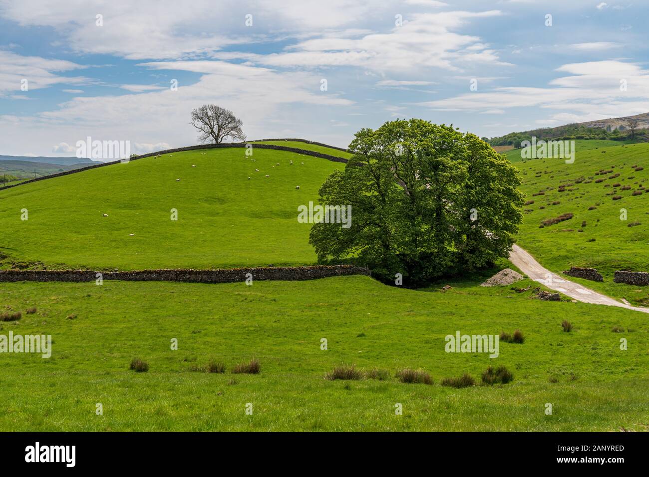 Yorkshire Dales paesaggio vicino Horton in Ribblesdale, North Yorkshire, Inghilterra, Regno Unito Foto Stock