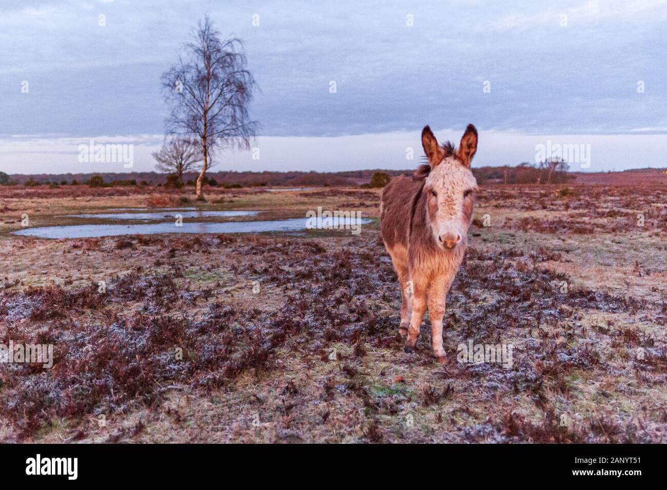 Bramble Hill, Bramshaw, New Forest, Hampshire, Regno Unito, 20 gennaio 2020, il meteo. Donkey all'alba. Un disco frost nella campagna per tutta la notte e la mattina. Un'area di alta pressione ha sollevato il manometro hectopascal a 1050 ettopascal, la più alta pressione atmosferica per 30 anni o più. Il risultante si stabilirono le condizioni meteo hanno permesso la temperatura scendesse a -5. Credito: Paolo Biggins/Alamy Live News Foto Stock