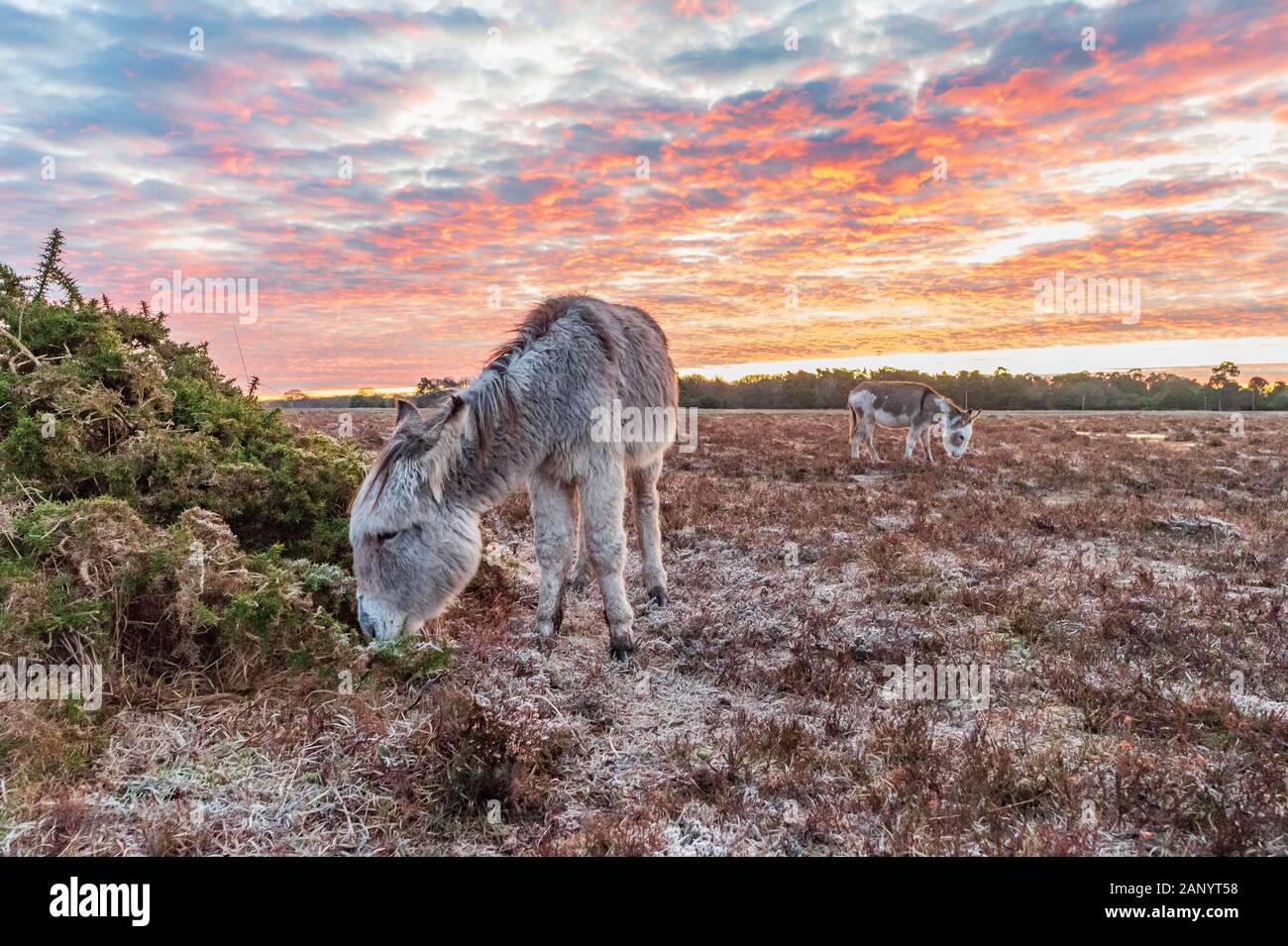 Bramble Hill, Bramshaw, New Forest, Hampshire, Regno Unito, 20 gennaio 2020, il meteo. Asini all'alba. Un disco frost nella campagna per tutta la notte e la mattina. Un'area di alta pressione ha sollevato il manometro hectopascal a 1050 ettopascal, la più alta pressione atmosferica per 30 anni o più. Il risultante si stabilirono le condizioni meteo hanno permesso la temperatura scendesse a -5. Credito: Paolo Biggins/Alamy Live News Foto Stock