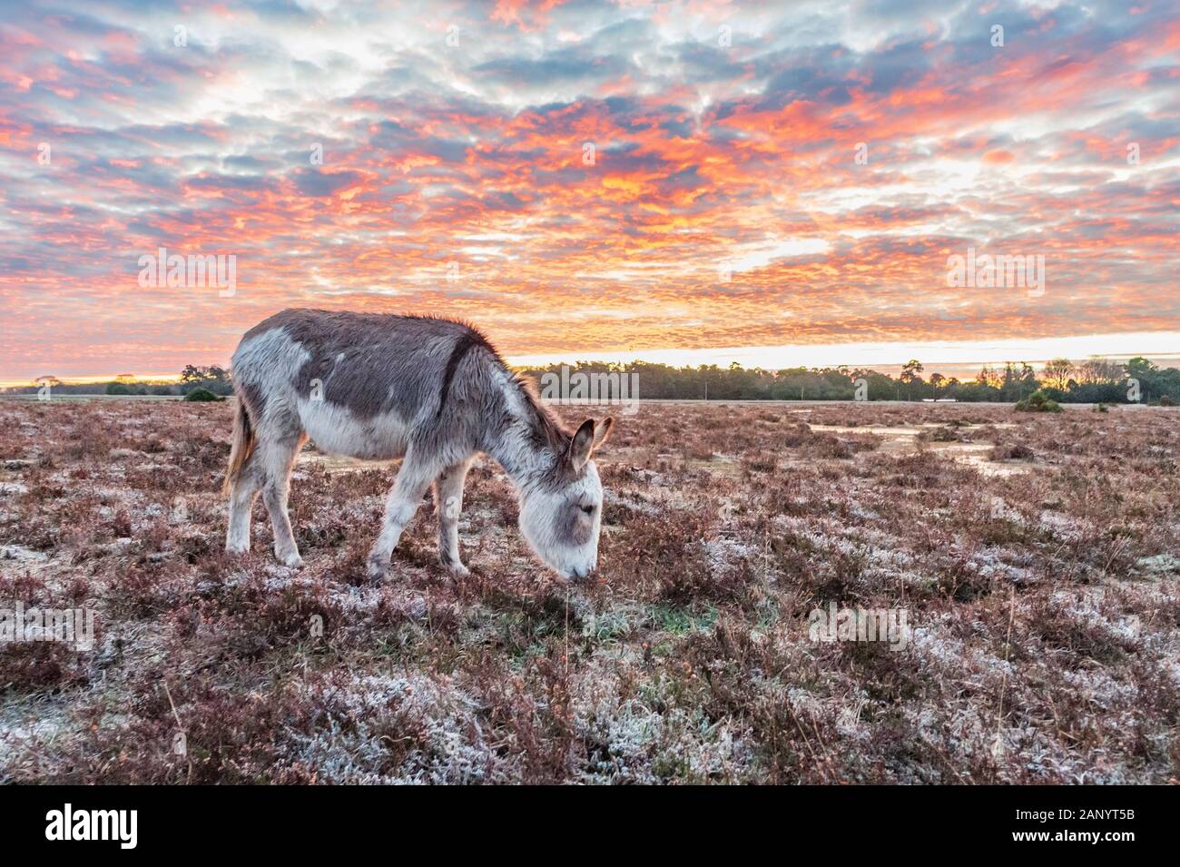 Bramble Hill, Bramshaw, New Forest, Hampshire, Regno Unito, 20 gennaio 2020, il meteo. Donkey all'alba. Un disco frost nella campagna per tutta la notte e la mattina. Un'area di alta pressione ha sollevato il manometro hectopascal a 1050 ettopascal, la più alta pressione atmosferica per 30 anni o più. Il risultante si stabilirono le condizioni meteo hanno permesso la temperatura scendesse a -5. Credito: Paolo Biggins/Alamy Live News Foto Stock