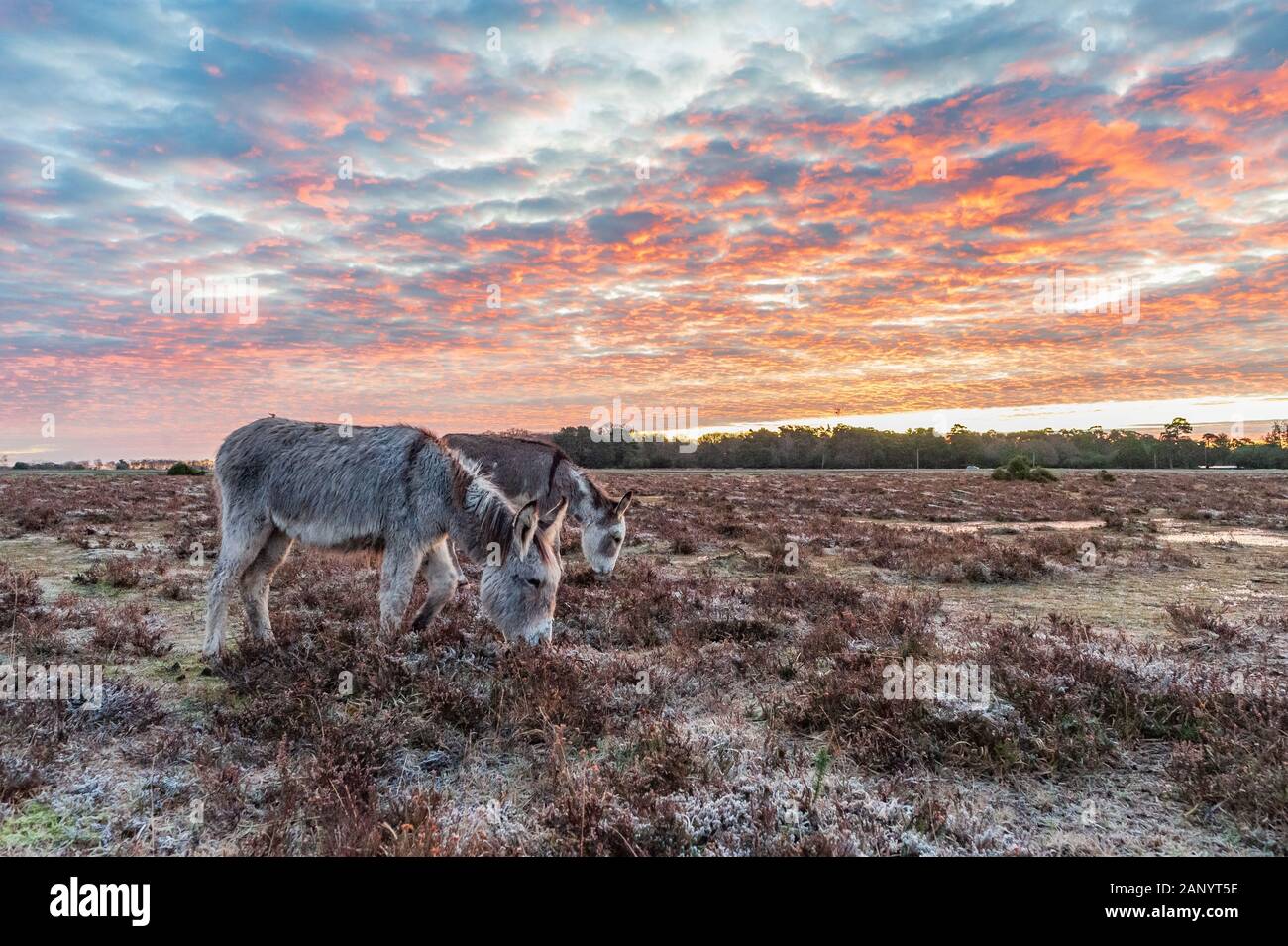 Bramble Hill, Bramshaw, New Forest, Hampshire, Regno Unito, 20 gennaio 2020, il meteo. Asini all'alba. Un disco frost nella campagna per tutta la notte e la mattina. Un'area di alta pressione ha sollevato il manometro hectopascal a 1050 ettopascal, la più alta pressione atmosferica per 30 anni o più. Il risultante si stabilirono le condizioni meteo hanno permesso la temperatura scendesse a -5. Credito: Paolo Biggins/Alamy Live News Foto Stock