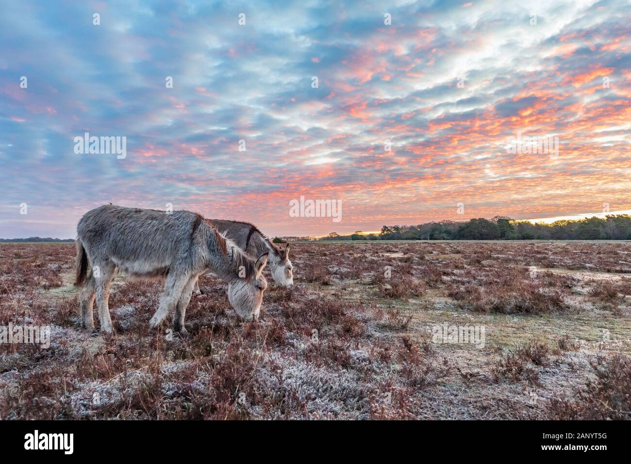 Bramble Hill, Bramshaw, New Forest, Hampshire, Regno Unito, 20 gennaio 2020, il meteo. Asini all'alba. Un disco frost nella campagna per tutta la notte e la mattina. Un'area di alta pressione ha sollevato il manometro hectopascal a 1050 ettopascal, la più alta pressione atmosferica per 30 anni o più. Il risultante si stabilirono le condizioni meteo hanno permesso la temperatura scendesse a -5. Credito: Paolo Biggins/Alamy Live News Foto Stock