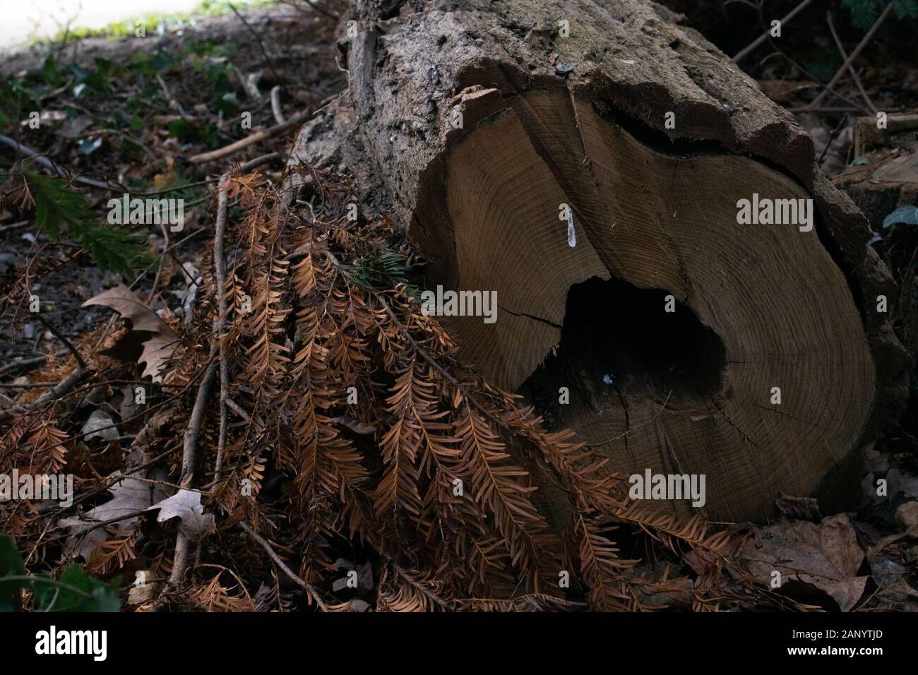 Tronco di albero sul terreno Foto Stock